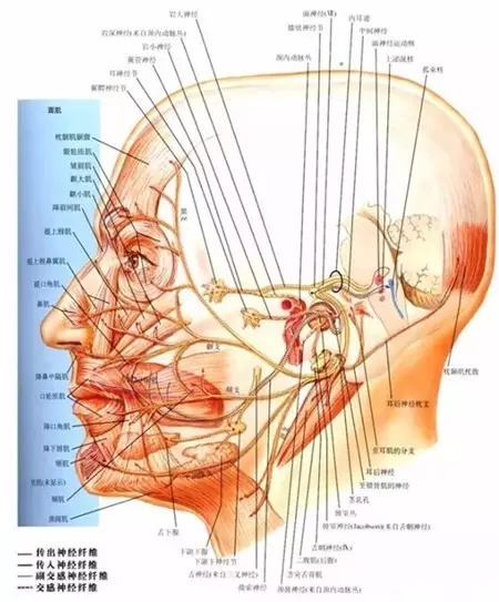 科普面部整形神經阻滯麻醉圖解